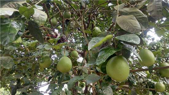 丰都:红心柚产业助力乡村脱贫致富