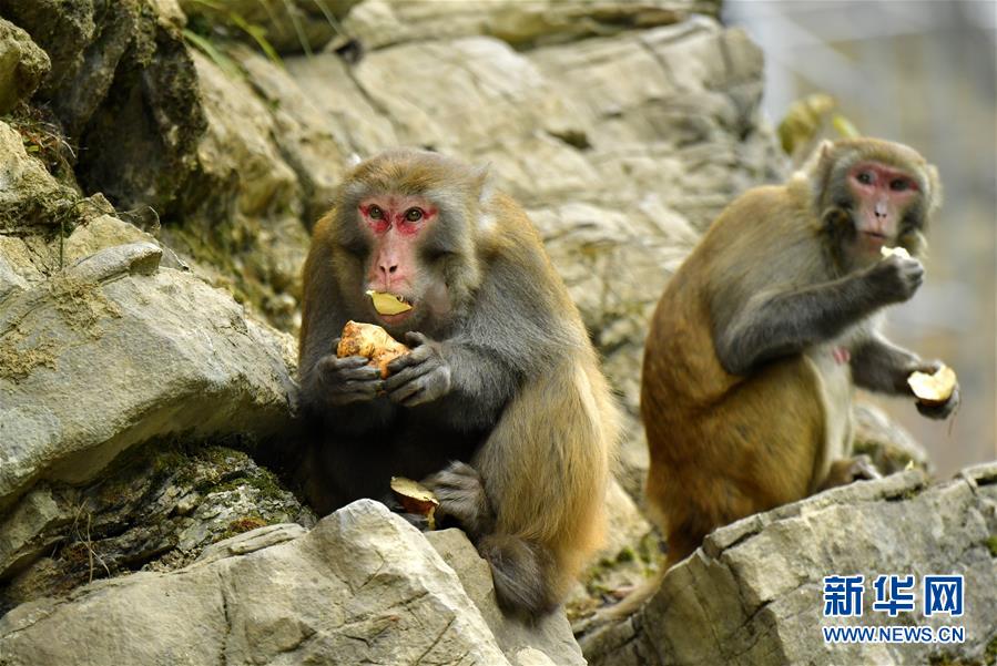 湖北恩施：野生獼猴覓食過冬