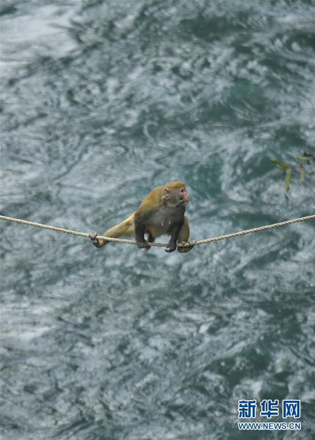 湖北恩施：野生獼猴覓食過冬
