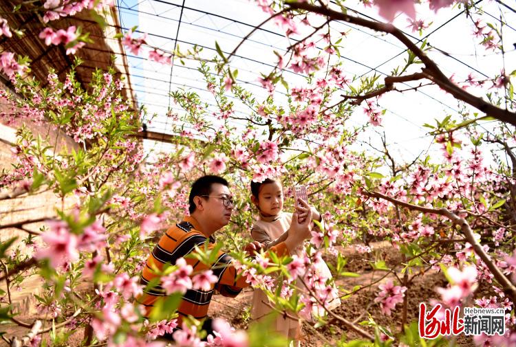 河北宣化：桃花盛开游客来 农旅融合促致富