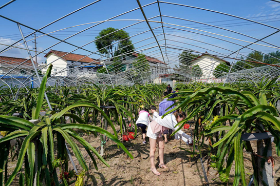 汉中勉县：特色火龙果助农增收