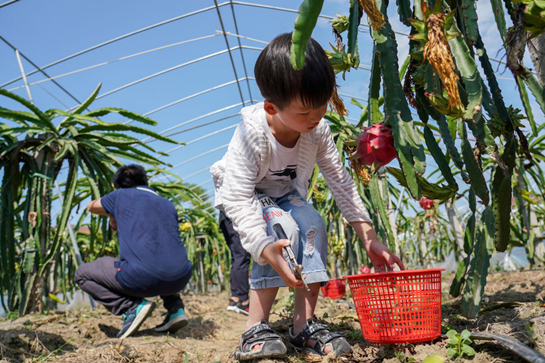 汉中勉县：特色火龙果助农增收