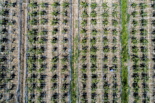 汉中勉县：特色火龙果助农增收