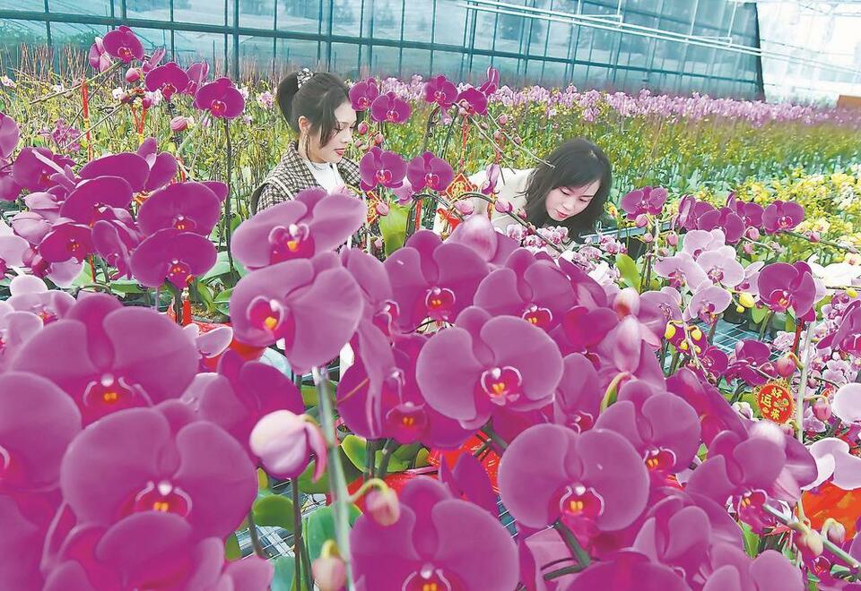 福建惠安：种下蝴蝶兰开出致富花_fororder_1892bc01-0177-4cfe-b1a0-9206dccc54fb