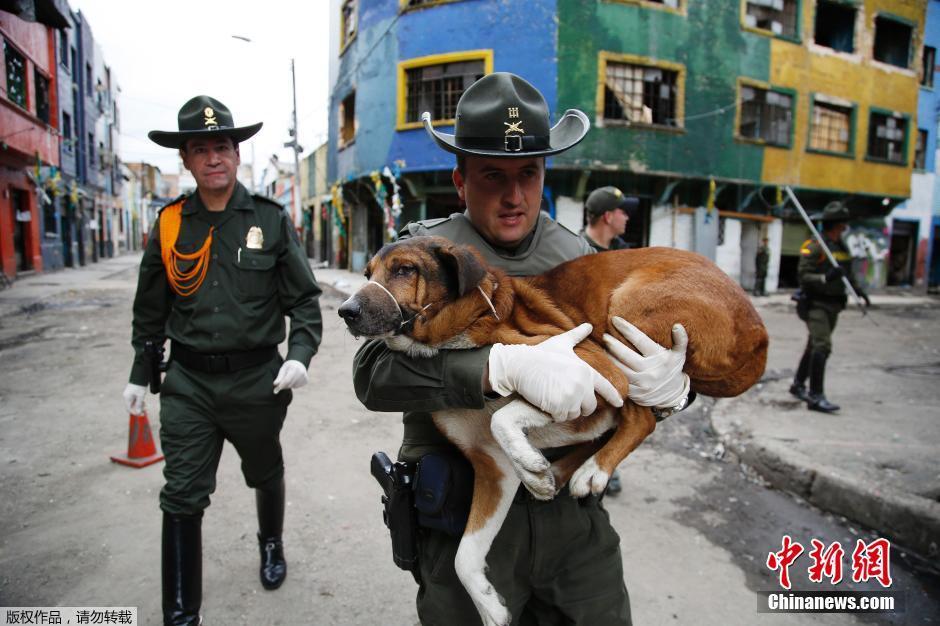 哥伦比亚警方捣毁贩毒窝点 返回救助被弃猫狗