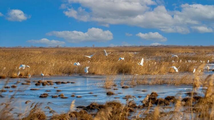强治理 重保护 湿地生态显成效