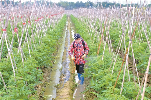 Bagui people are diligent in farming and busy with new rain and spring ploughing