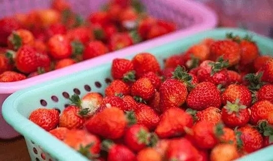 【食在重庆　图文】这些地方的草莓熟了 赶紧带上家人去摘!