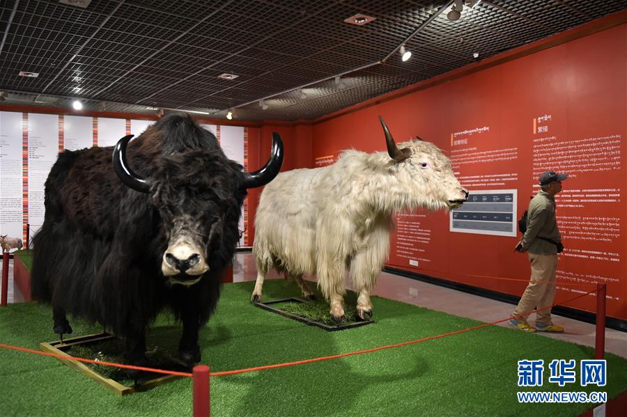 “牦牛走进羊城——西藏牦牛文化展”在广州开幕