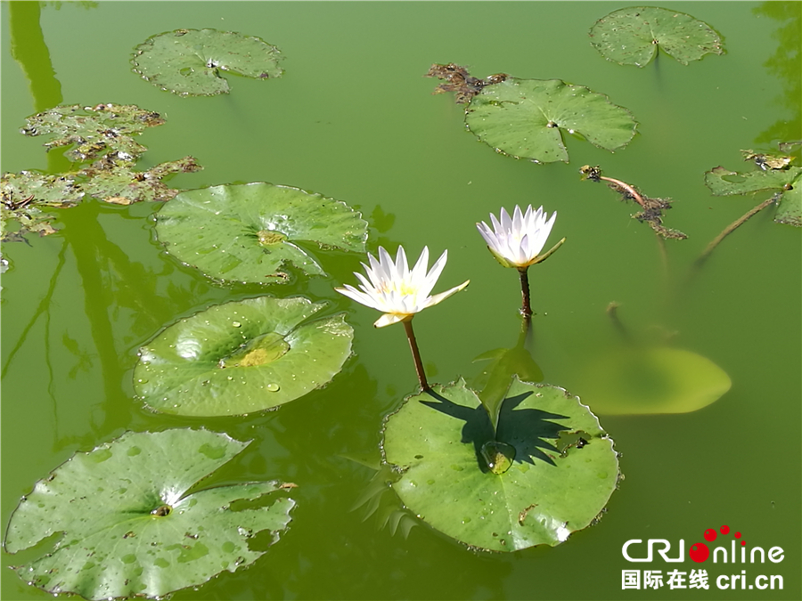 圖片默認標題_fororder_冬天裏的西雙版納並不見冬（臺林珍拍攝）_副本
