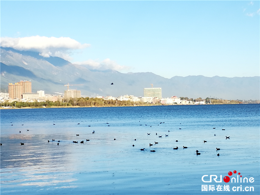 圖片默認標題_fororder_大理洱海吸引了無數鳥兒來過冬（臺林珍拍攝）_副本