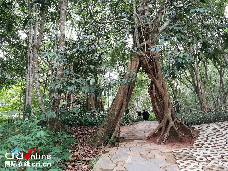 圖片默認標題_fororder_西雙版納熱帶植物獨木可成林（拍攝臺林珍）_副本