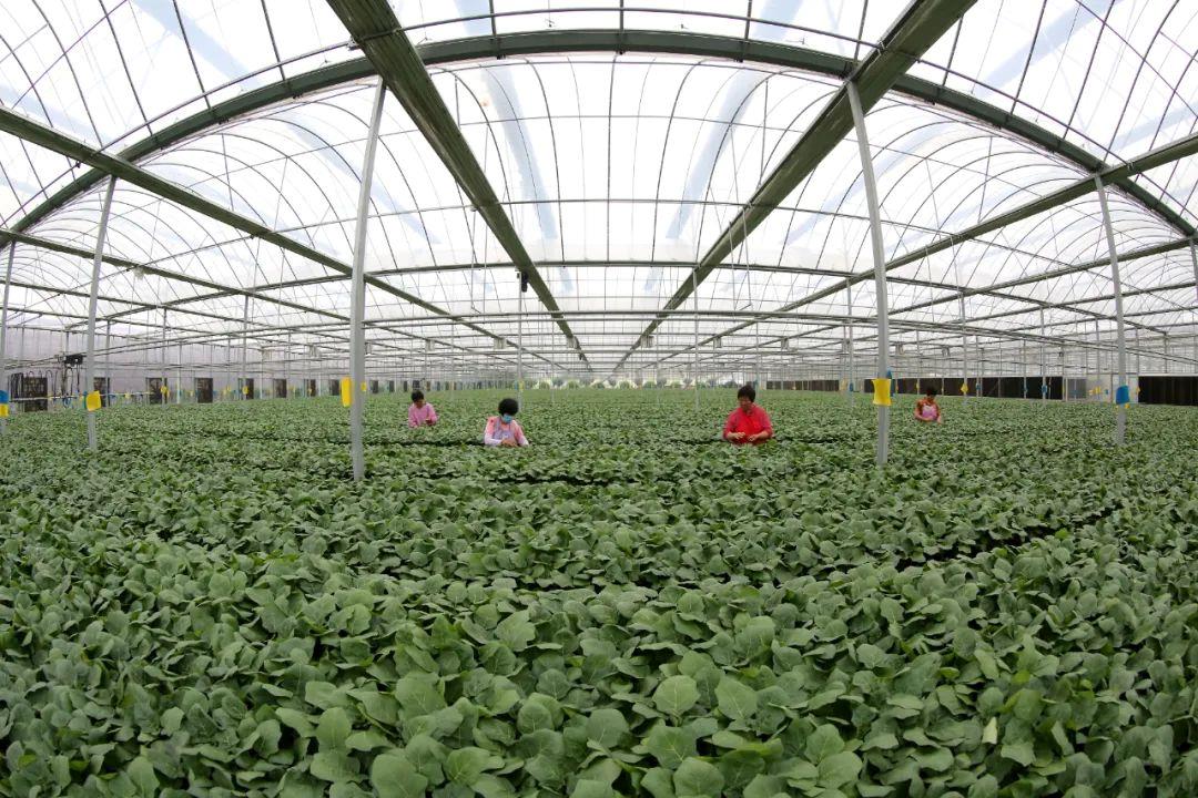 2022年中央一号文件发布!要点速读→