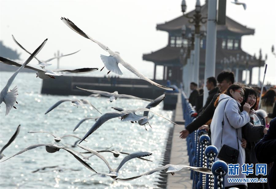 青岛：冬日栈桥观海鸥