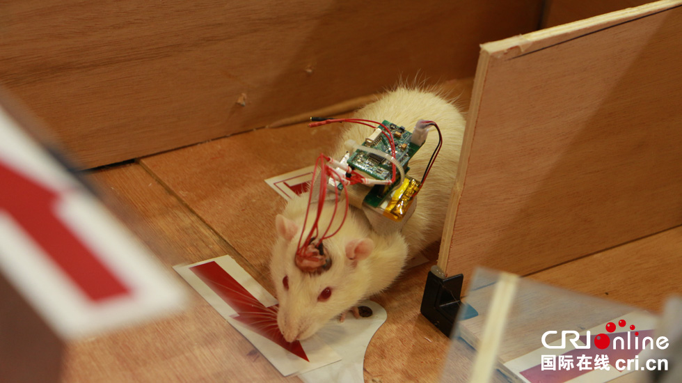 仿生鼹鼠机器人图片
