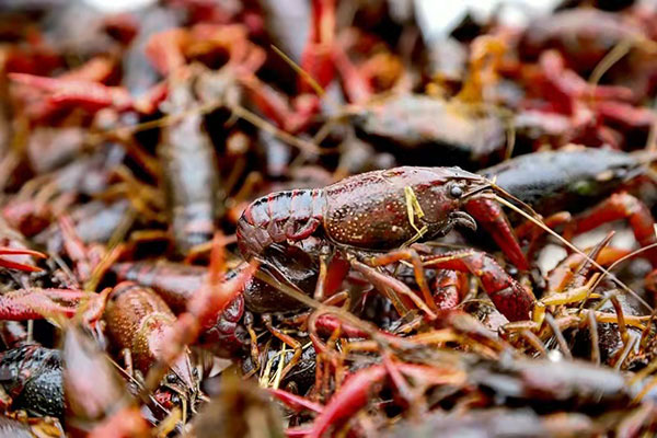 我在乡村挺好的|宜宾南溪区返乡农民工邓勇：养殖小龙虾 走出创业路_fororder_邓勇养殖的小龙虾-供图-南溪区委宣传部