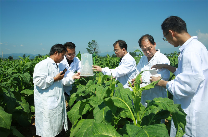 【已審】河南省靈寶市朱陽鎮踐行綠色發展理念 助推農業提質增效