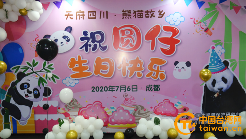 大熊猫“圆仔”生日趴 两岸粉丝云连线“刷祝福”