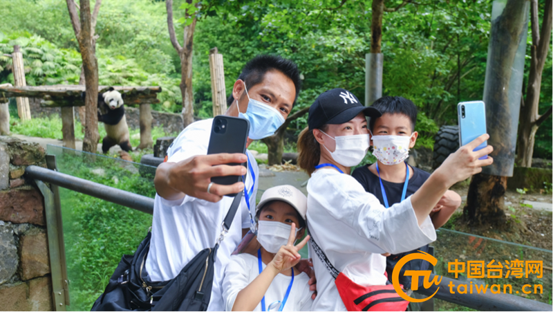 大熊猫“圆仔”生日趴 两岸粉丝云连线“刷祝福”