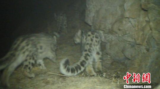 新疆民間動物保護組織拍到雪豹戀愛養子細節(圖)