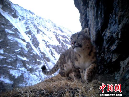 新疆民间动物保护组织拍到雪豹恋爱养子细节(图)