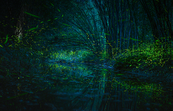 眉山青神：在这里遇见“诗和远方”_fororder_青神萤火虫-供图-青神县委宣传部