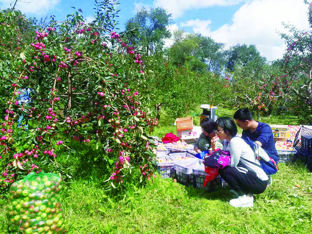 3年实现从187亿元到230亿元的跨越——长春市园艺特产业绽放光彩