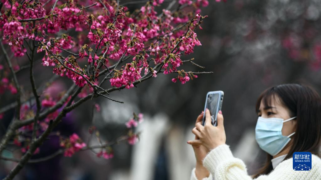 南宁：又到樱花烂漫时