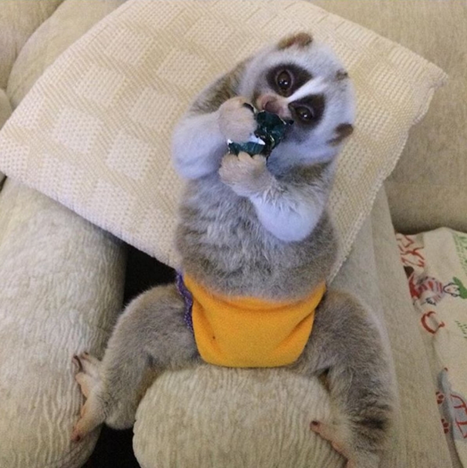 俄宠物蜂猴成网红楚楚可怜虏获大批粉丝组图