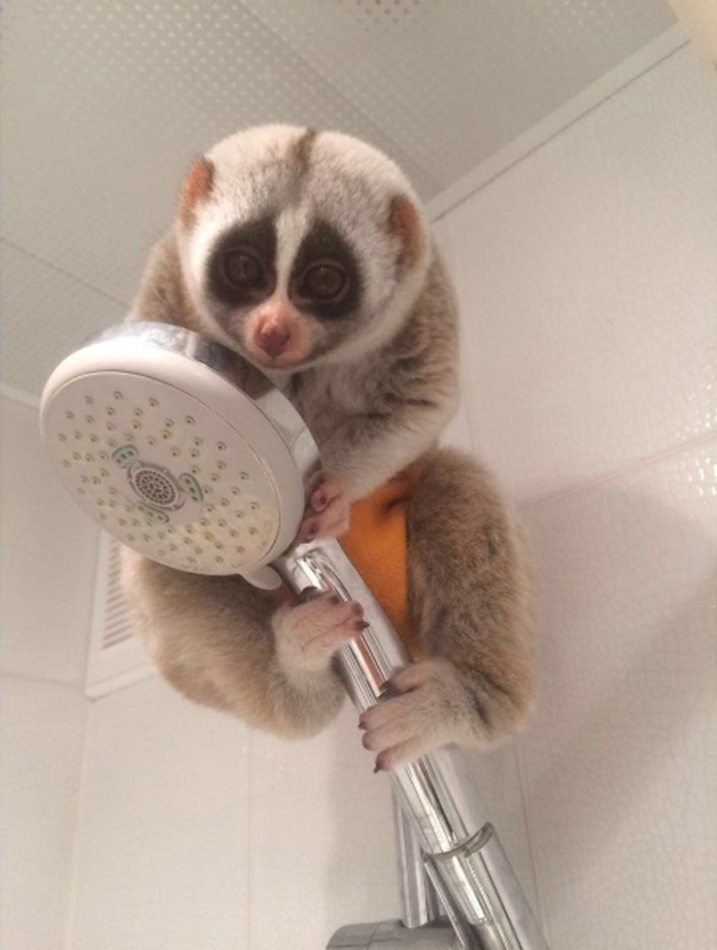 俄宠物蜂猴成网红 楚楚可怜虏获大批粉丝(组图)