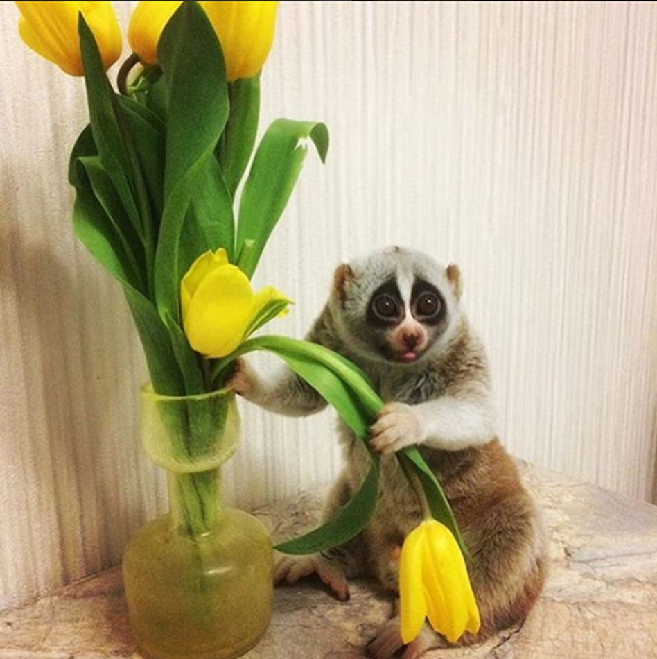 俄宠物蜂猴成网红 楚楚可怜虏获大批粉丝(组图)