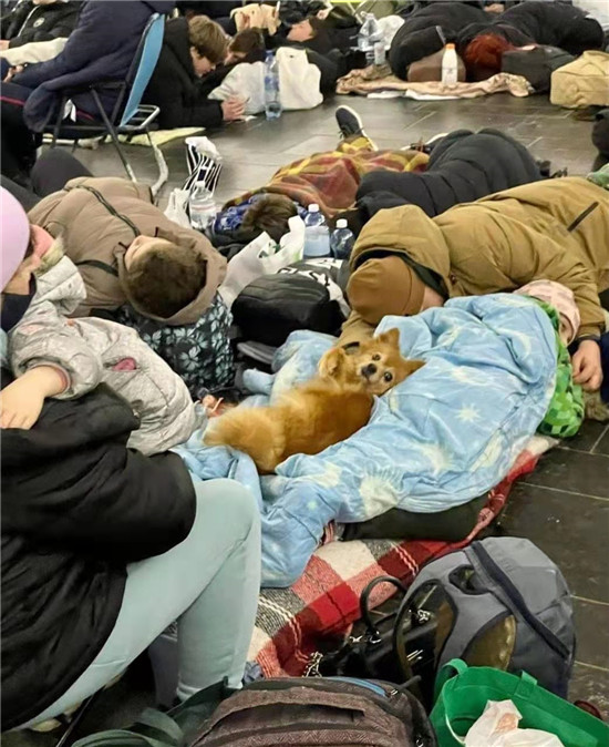 在基辅地铁站避难的宠物_fororder_1