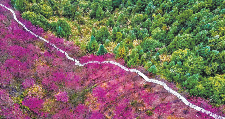 福州：梅花将谢百花开 满城尽是深浅色_fororder_111