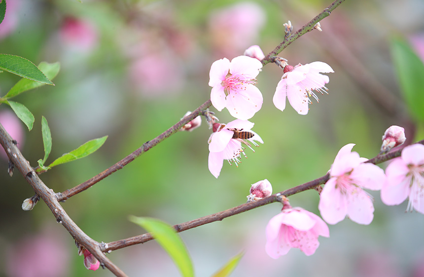 廣西橫州：桃花樹下春水暖