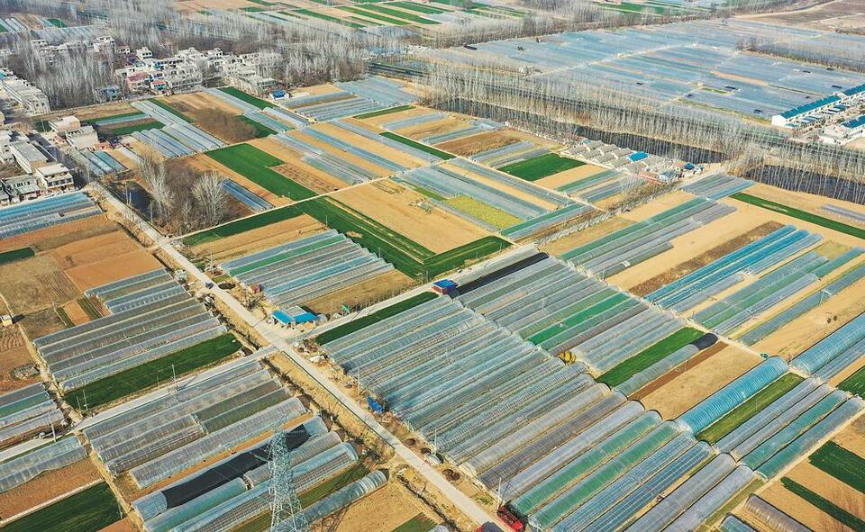 亳州：设施蔬菜规模化