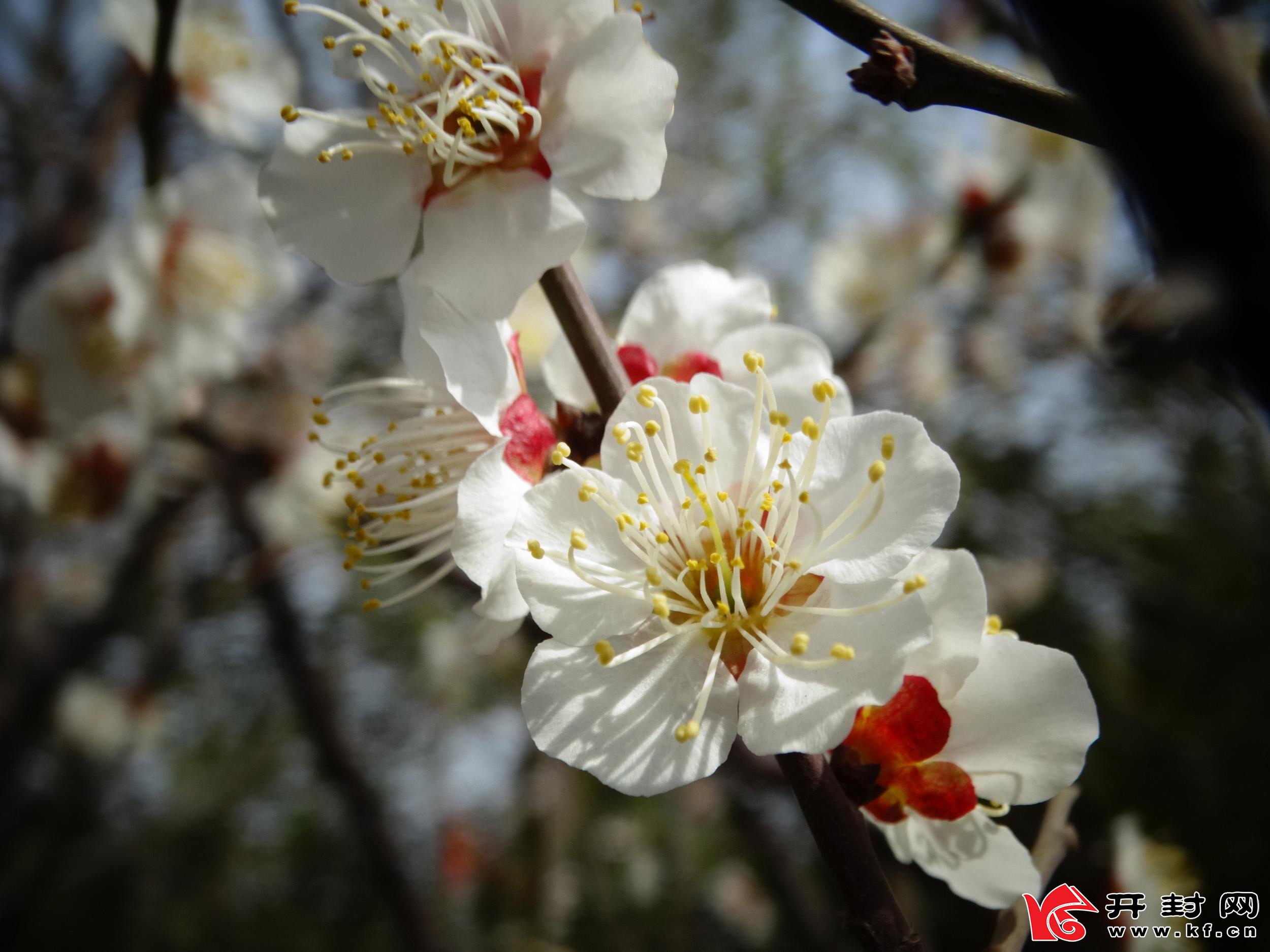 河南开封：又是一年赏花季