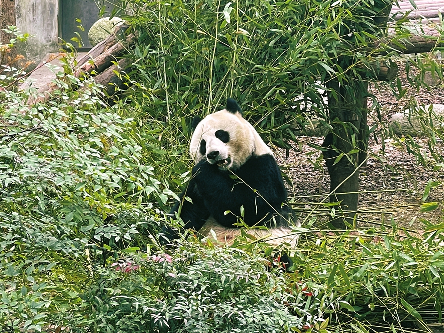 （中首）大熊猫吃播遛弯 吸引55万网友围观