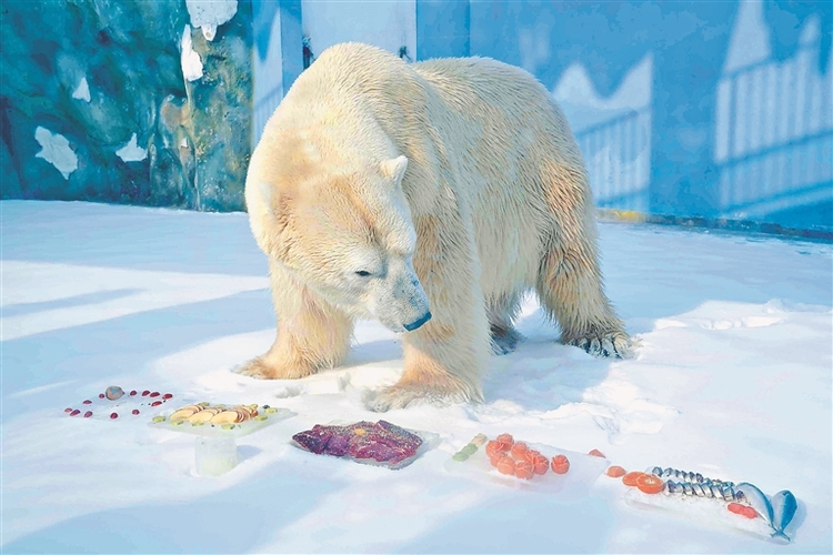 北極熊嗨吃“虎皮元宵”
