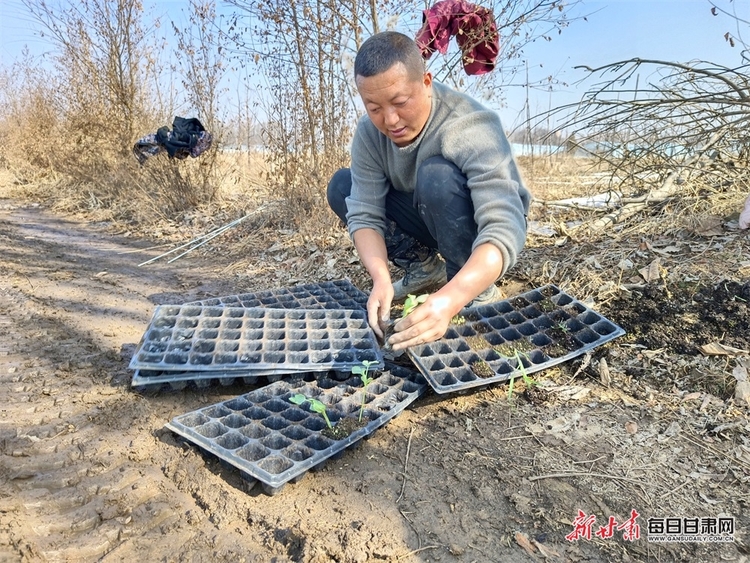 西峰肖金镇上刘村西瓜移植忙