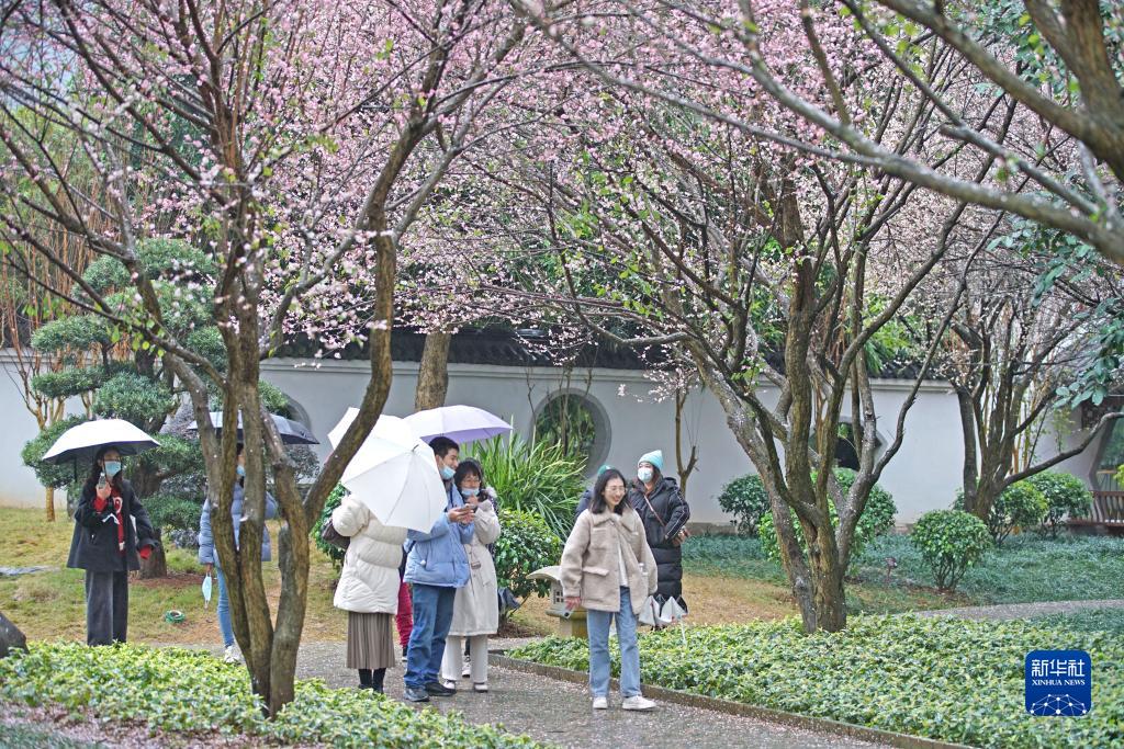 广西南宁：梅花盛放报春来