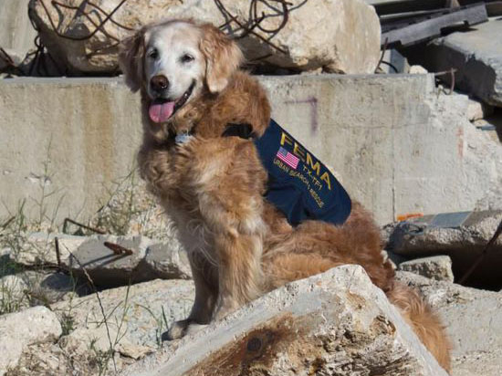 美国最后一只911搜救犬被安乐死　消防员夹道送行