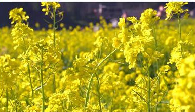 貴州各地油菜花陸續開放 金色的春天如約而至