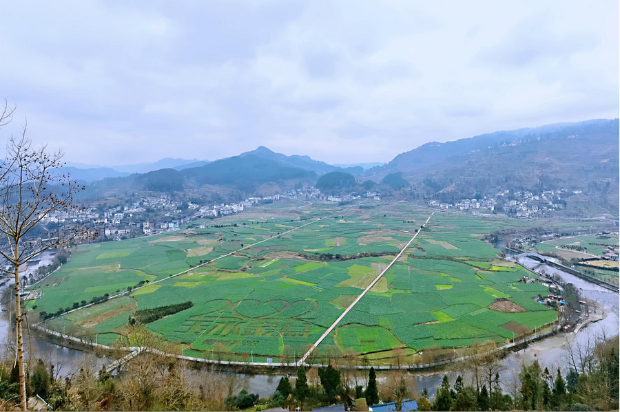 貴州各地油菜花陸續開放 金色的春天如約而至