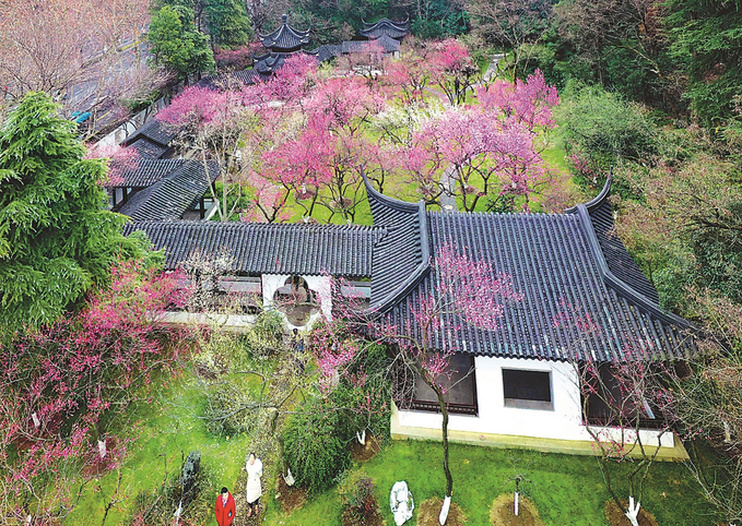 南京雨花台梅岗：梅花点缀江南园林建筑