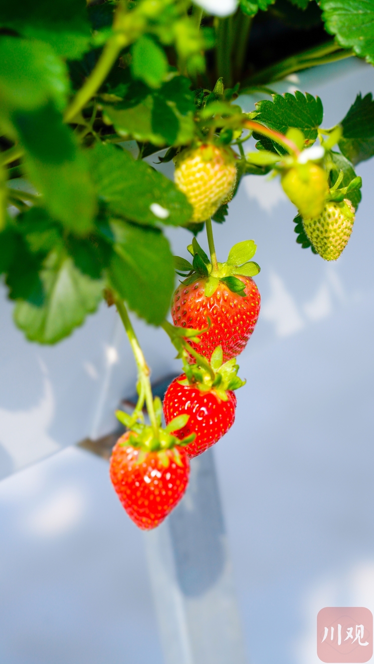 春天到了花开烂漫在米易普威漫步金色花海