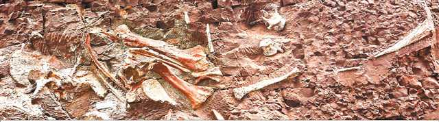 【城市遠洋】重慶雲陽發現亞洲最古老劍龍化石