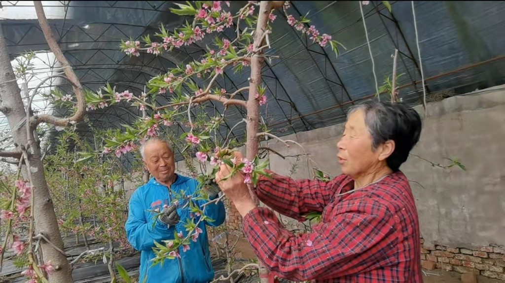 長春市73歲老夫妻的“桃林愛情”_fororder_微信圖片_20220308094530