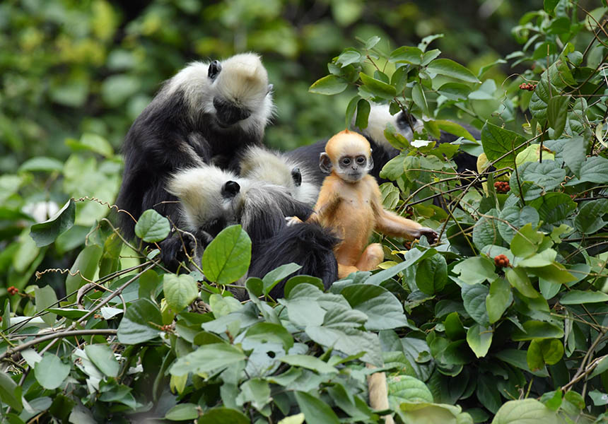 广西白头叶猴种群数量稳中有增