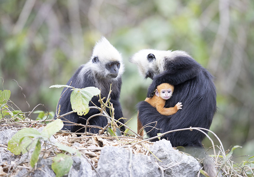 廣西白頭葉猴種群數量穩中有增