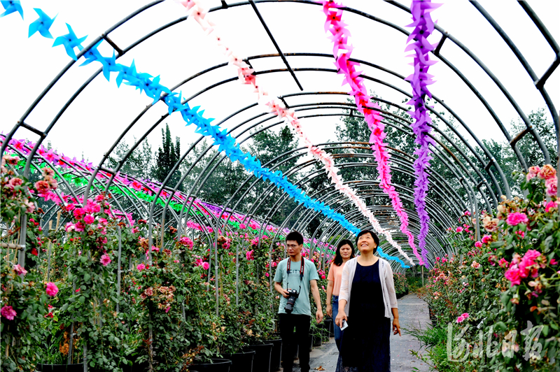 河北肥乡：花卉苗木助力乡村振兴